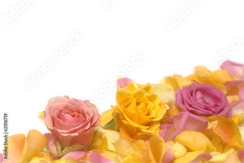Rose petals © Hallgerd