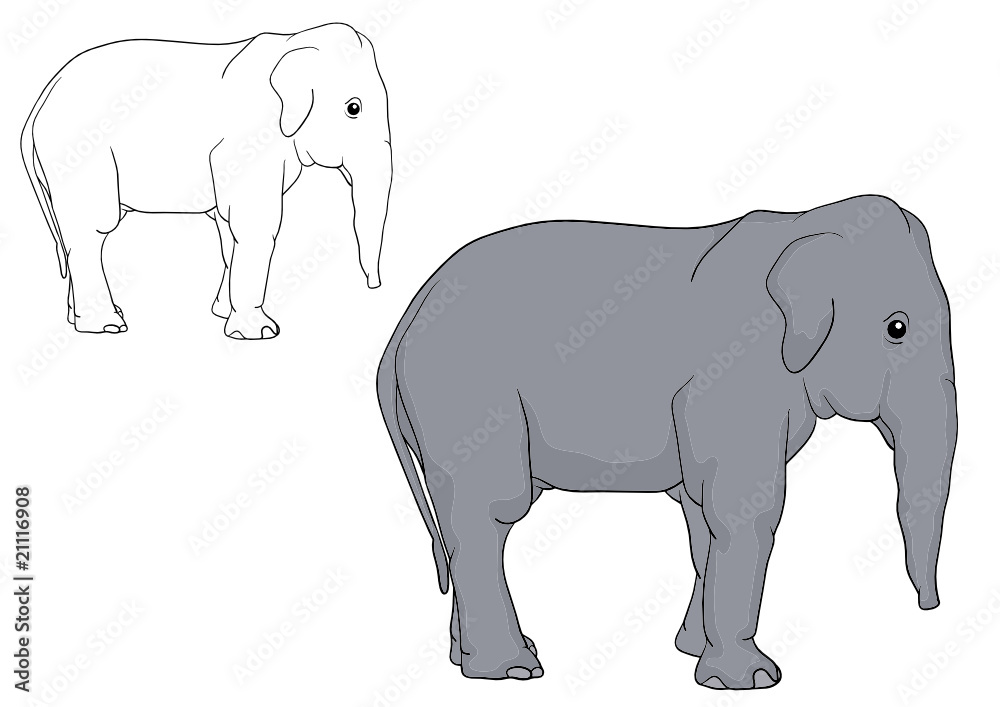 vector - a elephant puppy isolated on background