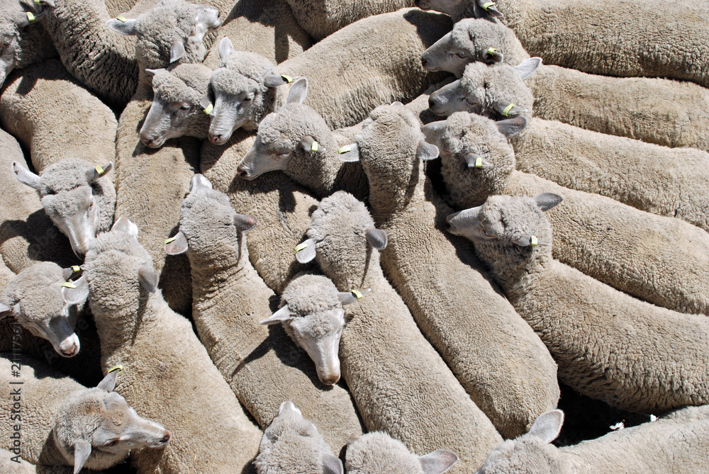Obraz premium Schafe zählen