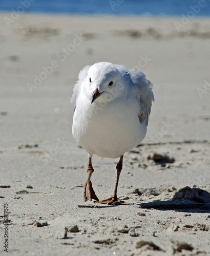 Sea-Gull