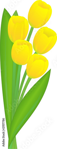 the bouquet of the yellow tulips