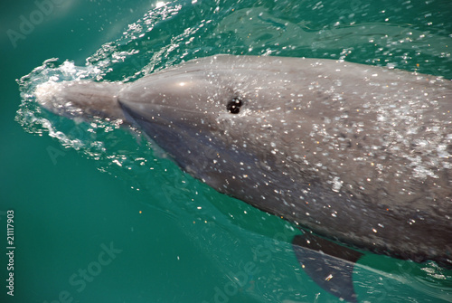 Delfin ... ganz nah ...