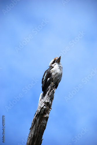 Kookaburra - Lachender Hans