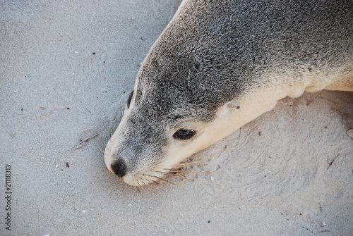 Seelöwe auf kangaroo island