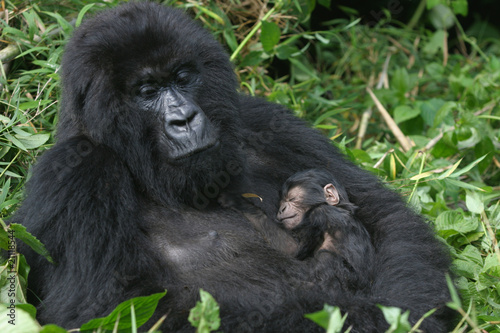 2 Berggorilla  Mutter und Sohn  3 Tage alt 