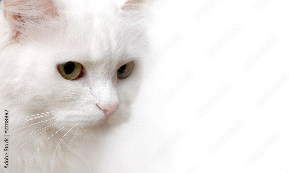 White Cat isolated on white background