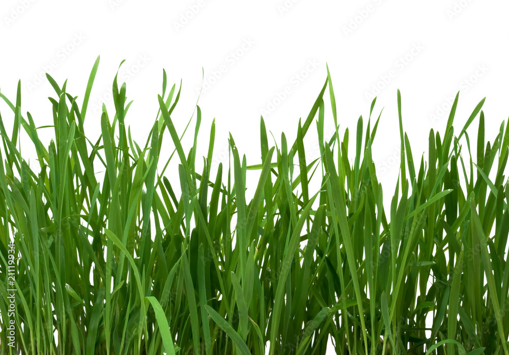Green grass Green grass