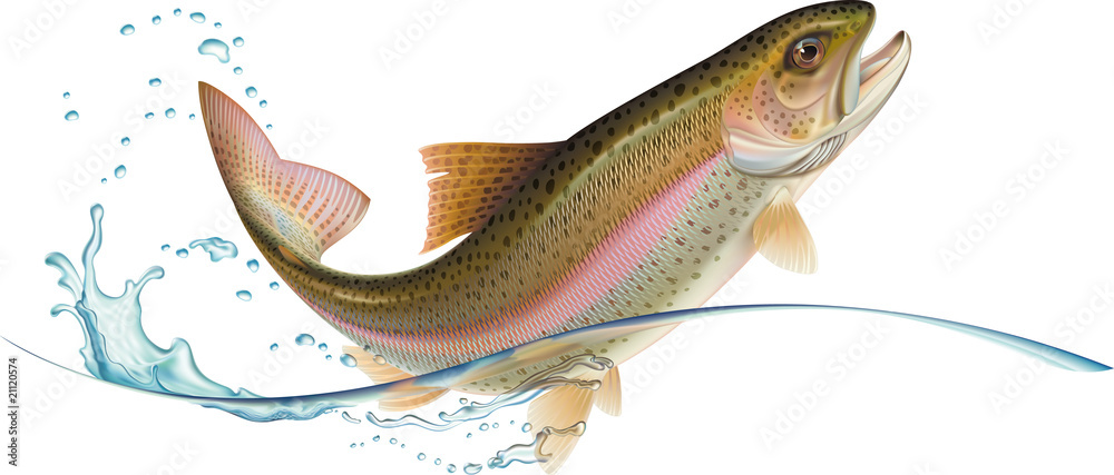 Naklejka premium Jumping trout