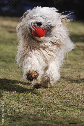 Running Tibetan terrier dog © manfredxy