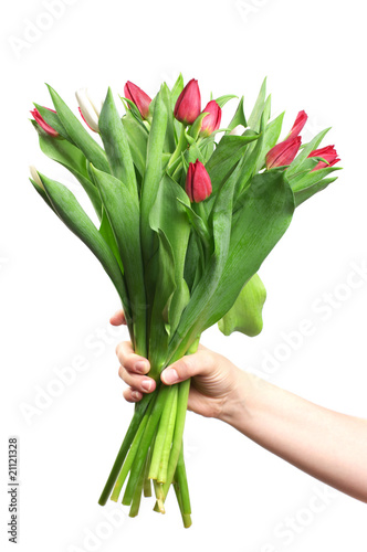 Hand holding tulip flowers