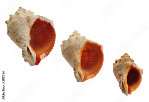 three shells