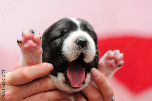 yong puppy 2 weeks age. Asian Shepherd