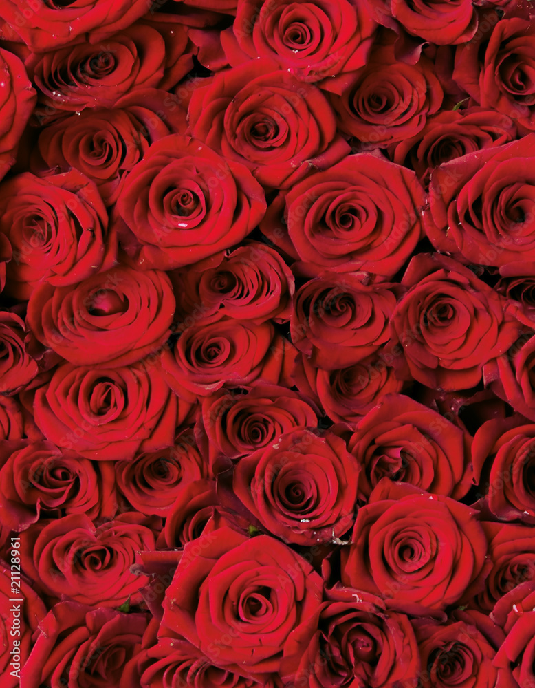 Obraz premium piękny bukiet z róż o różowym i czerwonym kolorze