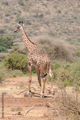 Giraffe © Stefan Richter