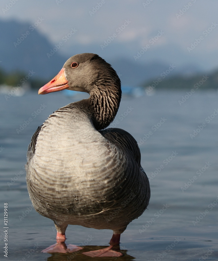 Big goose by a lake in Switzerland Big goose by a lake in Switzerland