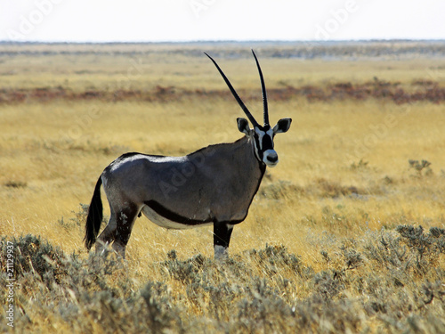 Oryx - frontal view
