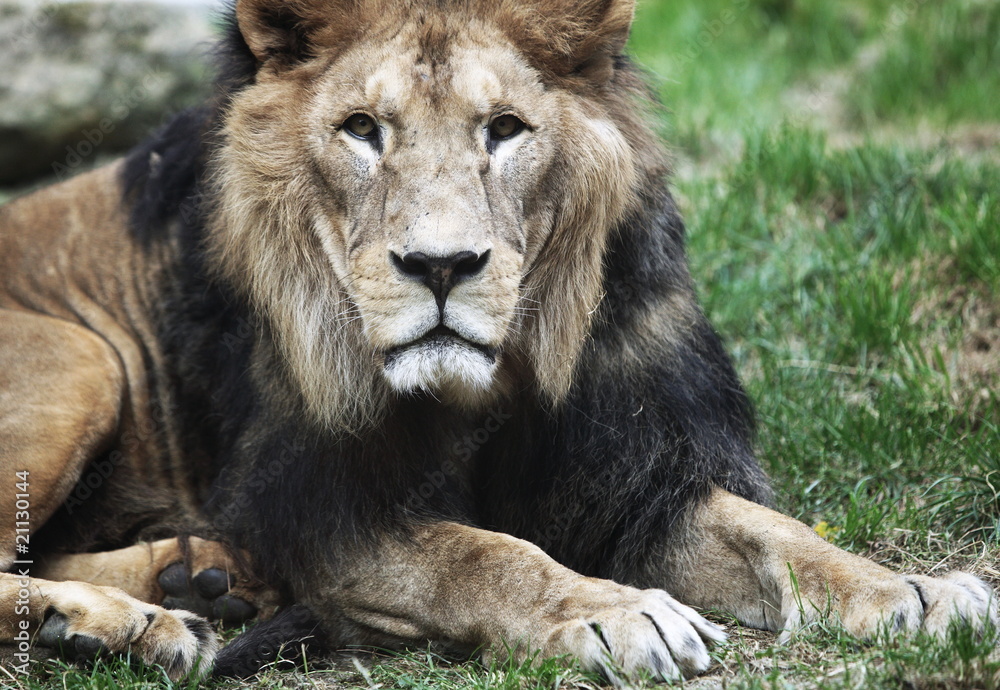 Majestic lion Majestic lion