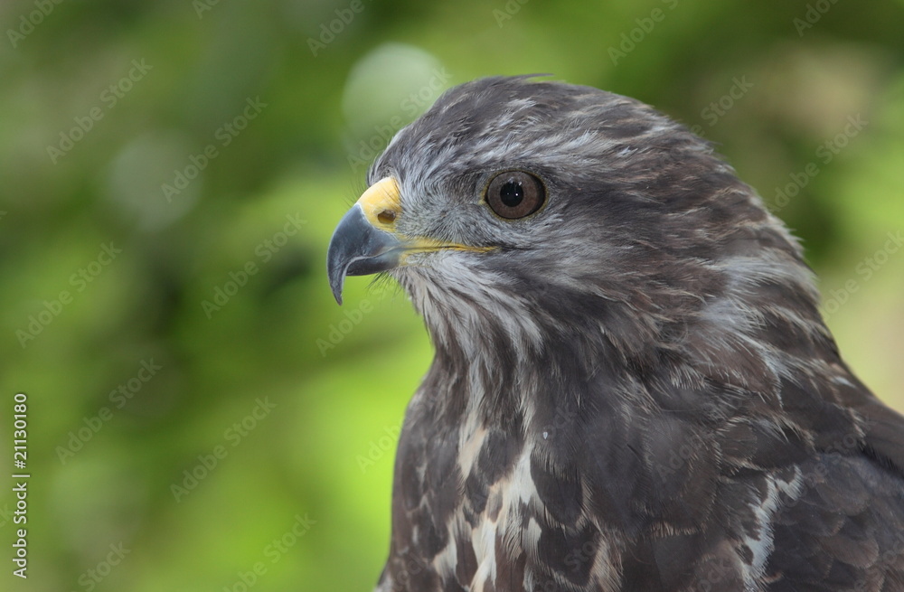 Close-up view of a majestic common buzzard (Buteo buteo)Close-u Close-up view of a majestic common buzzard (Buteo buteo)Close-u