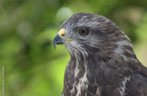 Close-up view of a majestic common buzzard (Buteo buteo)Close-u