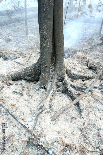 burned forest