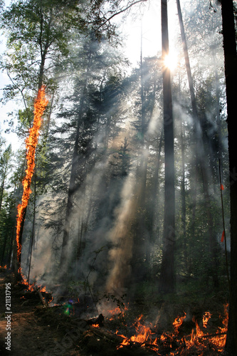 fire forest