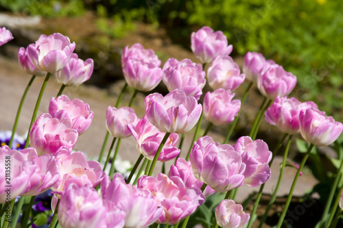 Purple tulips © Aleksandrs Kosarevs