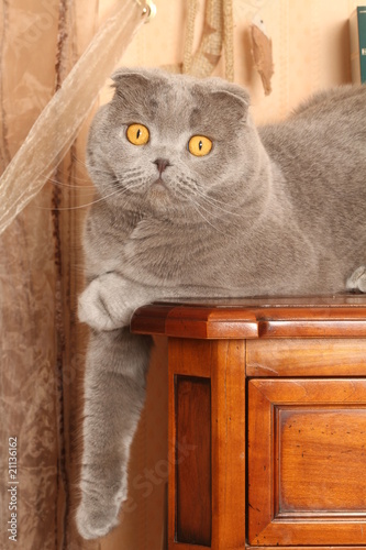 scottish fold confiant installé sur un buffet photo