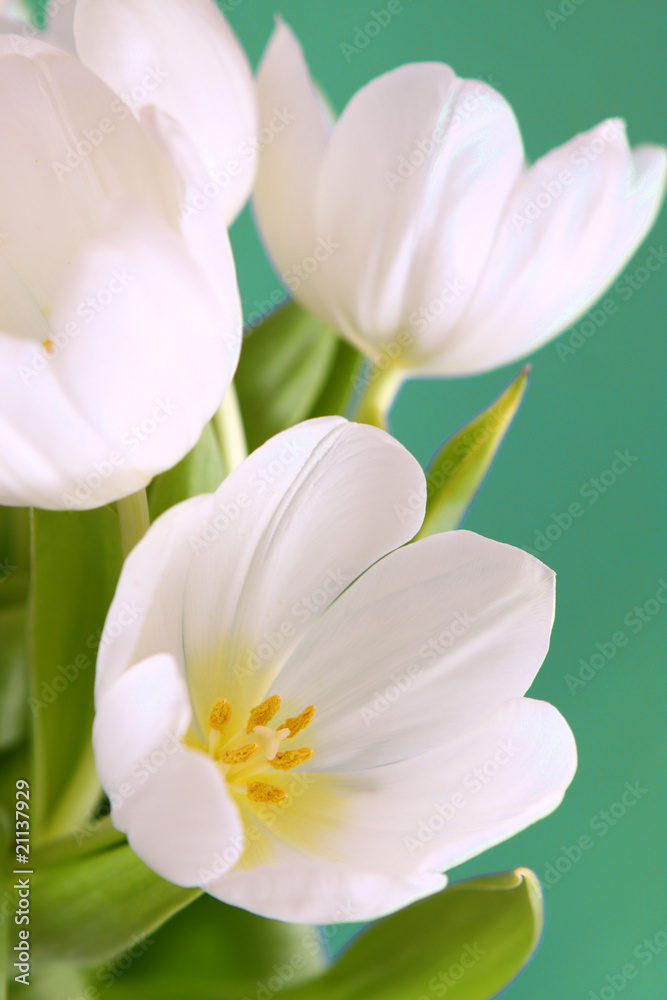 weiße tulpen,blumen