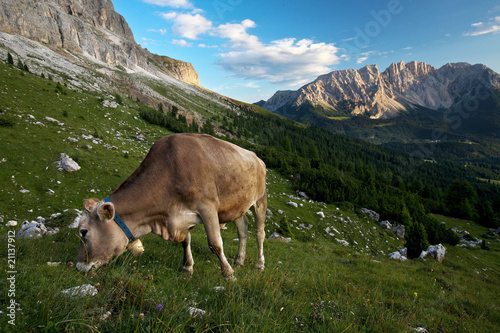 Splendid alpine scenery with a cow grazing on fresh green grass