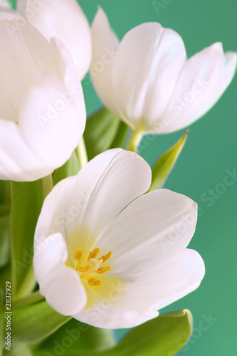 weiße tulpen,blumen © Swetlana Wall