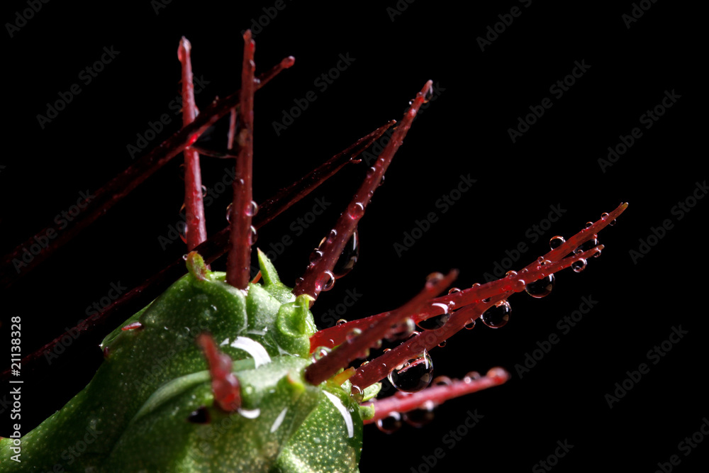 Obraz premium a sharp cactus