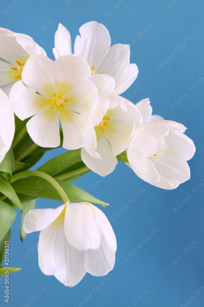 Fototapeta premium blumenstrauß-weiße tulpen