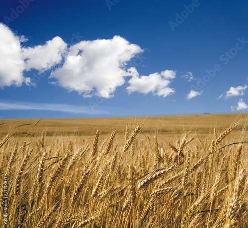 corn and the sky - summer