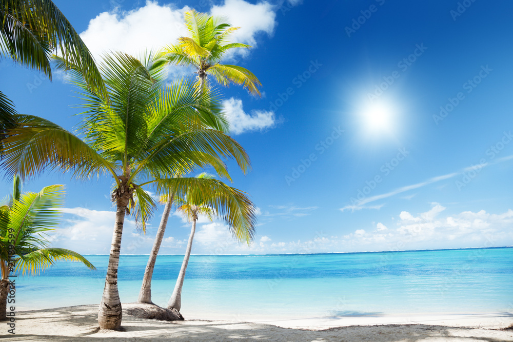 Caribbean sea and coconut palms