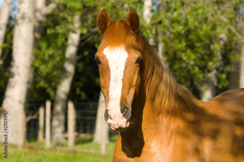 Portrait of a horse