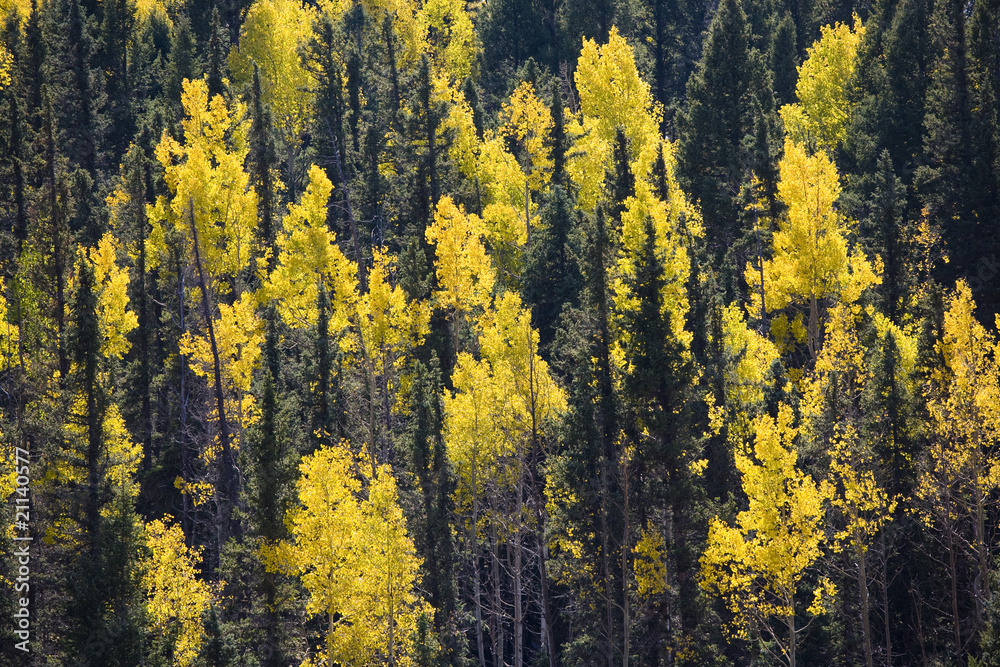 Golden Aspen trees and pine forest in the fall Golden Aspen trees and pine forest in the fall