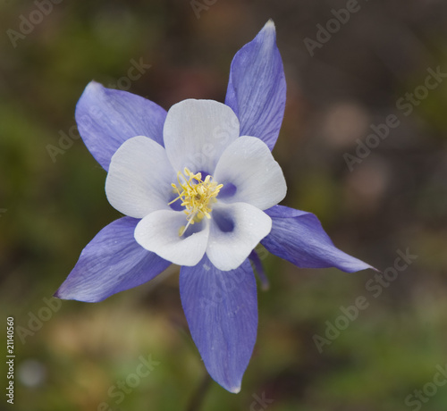 Single Columbine flower, Colorado