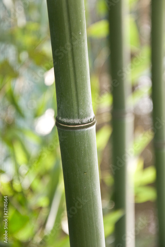 bambous 1