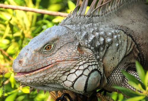 Giant iguana