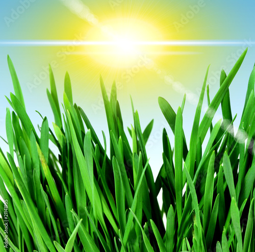 Spring grass and sun