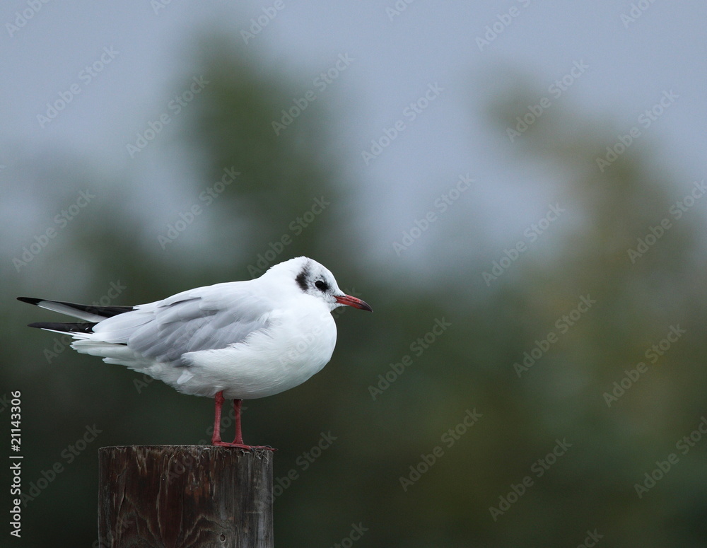 Fototapeta premium seagull.