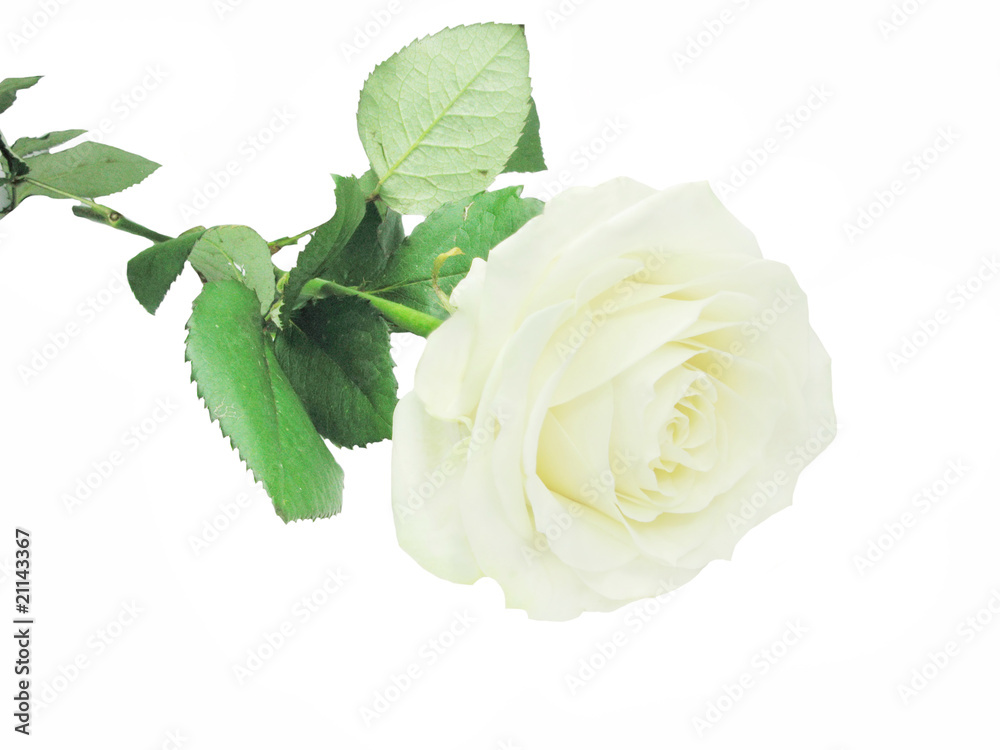 white rose with leaves