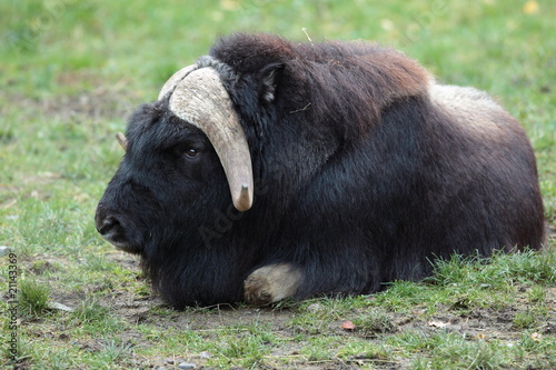 portrait of a musk ox (Ovibos moschatus) in nature. photo