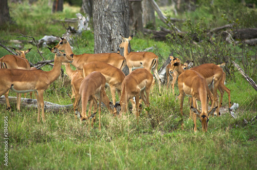 Fototapeta Naklejka Na Ścianę i Meble -  Springboks in Moremi Nature Reserve