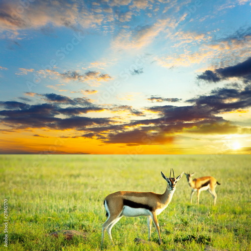 Fototapeta Naklejka Na Ścianę i Meble -  Antelope