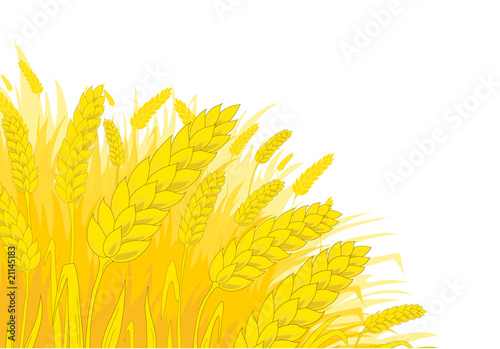 Ripe rye on a white background
