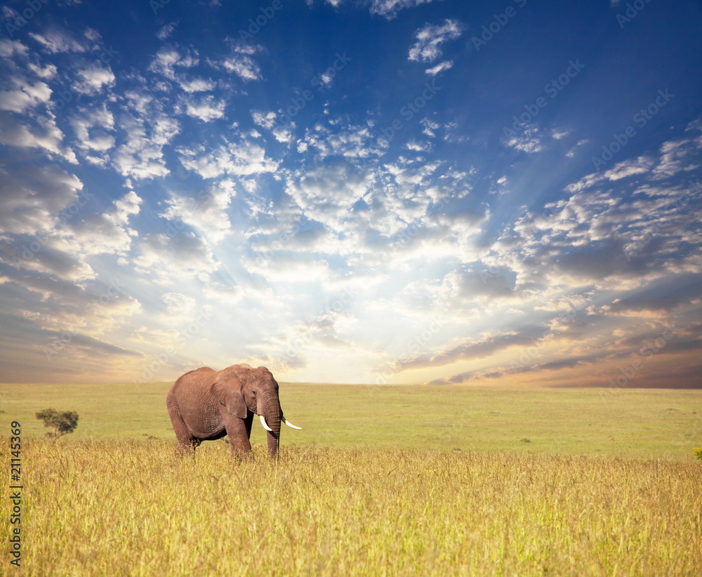 Elephant in savannah
