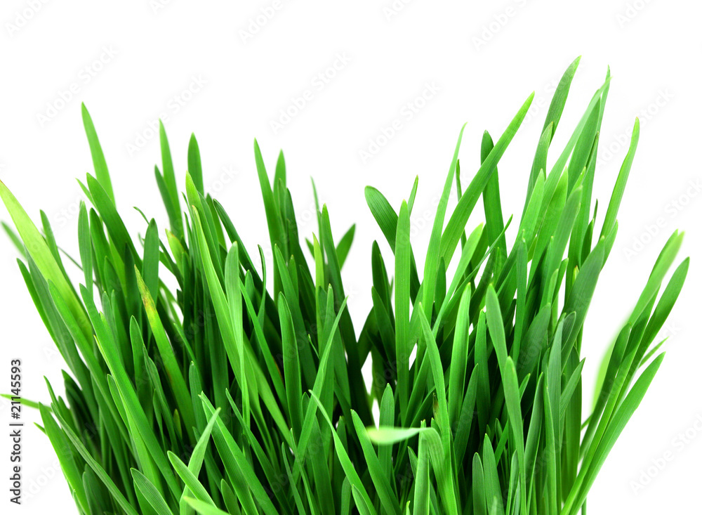 Green grass isolated over white Green grass isolated over white