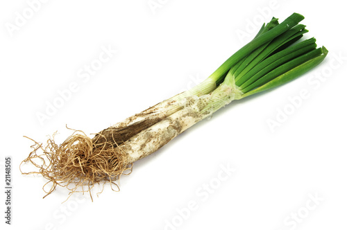 calçots, catalan sweet onions photo