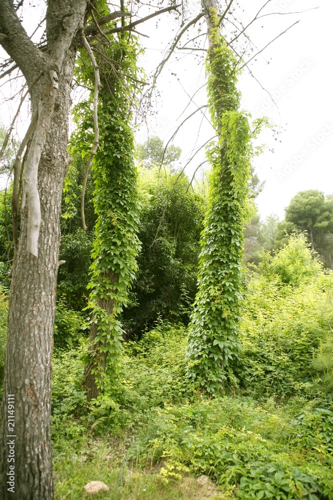Climbing ivy around Mediterranean pine forest trees Climbing ivy around Mediterranean pine forest trees
